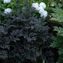 Load image into Gallery viewer, Black Snakeroot, Bugbane (Dryopteris erythrosora &#39;Brilliance&#39;)
