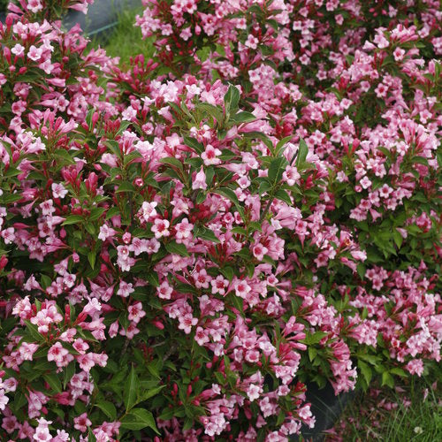 Czechmark Twopink® Weigela (weigela florida czechmark twopink)