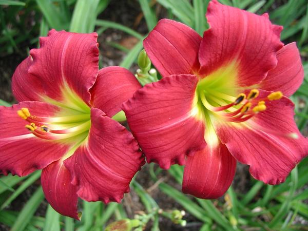 Daylily (Ruby Stella )