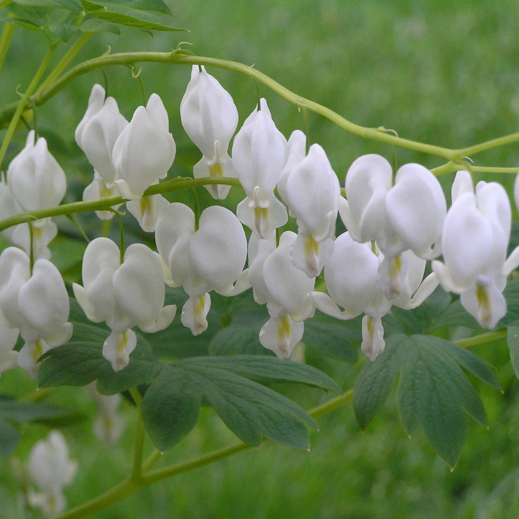 Old-Fashioned Bleeding Heart, White (Dicentra spectabilis 'Alba')