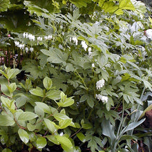 Load image into Gallery viewer, Old-Fashioned Bleeding Heart, White (Dicentra spectabilis &#39;Alba&#39;)
