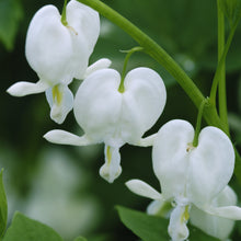 Load image into Gallery viewer, Old-Fashioned Bleeding Heart, White (Dicentra spectabilis &#39;Alba&#39;)
