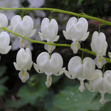 Load image into Gallery viewer, Old-Fashioned Bleeding Heart, White (Dicentra spectabilis &#39;Alba&#39;)
