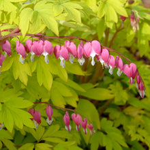 Load image into Gallery viewer, Old-Fashioned Bleeding Heart- GOLD Heart   (Dicentra spectabilis)
