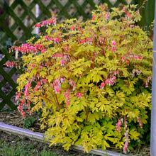 Load image into Gallery viewer, Old-Fashioned Bleeding Heart- GOLD Heart   (Dicentra spectabilis)
