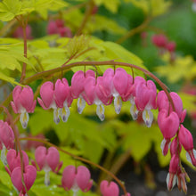 Load image into Gallery viewer, Old-Fashioned Bleeding Heart- GOLD Heart   (Dicentra spectabilis)
