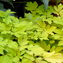 Load image into Gallery viewer, Old-Fashioned Bleeding Heart- GOLD Heart   (Dicentra spectabilis)
