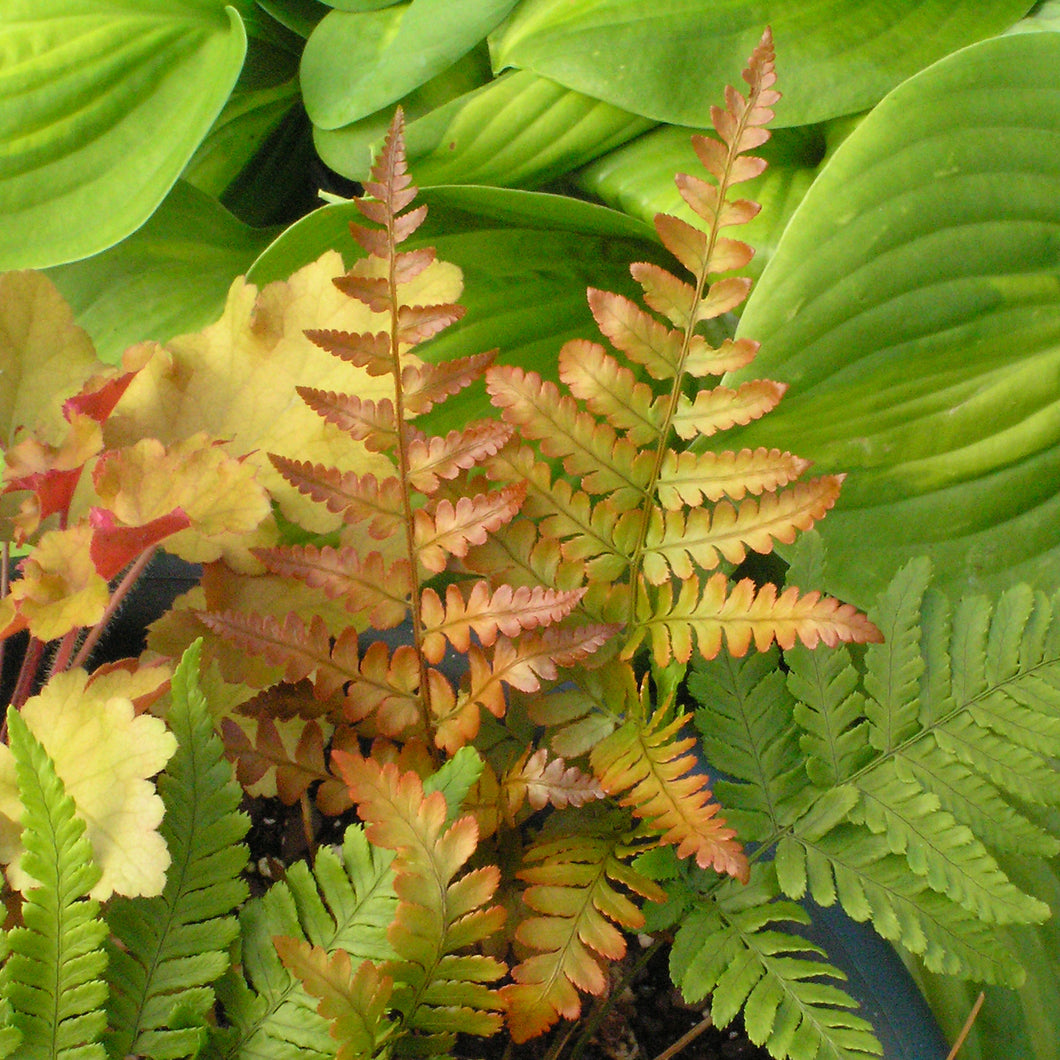 Autumn Fern, Japanese Red Shield Fern (Dryopteris erythrosora 'Brilliance')