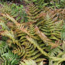 Load image into Gallery viewer, Autumn Fern, Japanese Red Shield Fern (Dryopteris erythrosora &#39;Brilliance&#39;)
