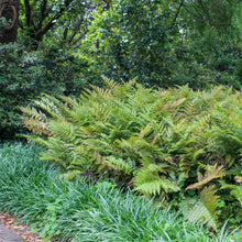 Load image into Gallery viewer, Autumn Fern, Japanese Red Shield Fern (Dryopteris erythrosora &#39;Brilliance&#39;)
