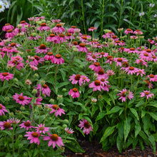 Load image into Gallery viewer, Purple Coneflower (Echinacea purpurea &#39;PowWow Wild Berry&#39; )
