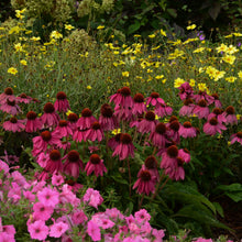 Load image into Gallery viewer, Purple Coneflower (Echinacea purpurea &#39;PowWow Wild Berry&#39; )
