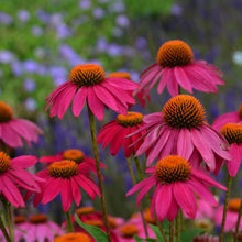 Load image into Gallery viewer, Purple Coneflower (Echinacea purpurea &#39;PowWow Wild Berry&#39; )
