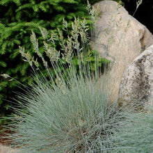 Load image into Gallery viewer, Blue Fescue, Ornamental Grass (&#39;Elijah Blue&#39;)
