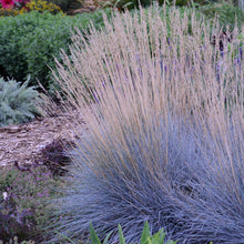 Load image into Gallery viewer, Blue Fescue, Ornamental Grass (&#39;Elijah Blue&#39;)
