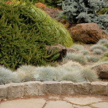 Load image into Gallery viewer, Blue Fescue, Ornamental Grass (&#39;Elijah Blue&#39;)
