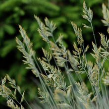 Load image into Gallery viewer, Blue Fescue, Ornamental Grass (&#39;Elijah Blue&#39;)
