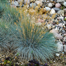 Load image into Gallery viewer, Blue Fescue, Ornamental Grass (&#39;Elijah Blue&#39;)
