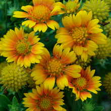 Load image into Gallery viewer, Blanket Flower (&#39;Arizona Apricot&#39;)
