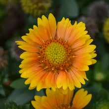 Load image into Gallery viewer, Blanket Flower (&#39;Arizona Apricot&#39;)
