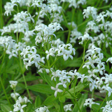 Load image into Gallery viewer, Sweet Woodruff (Galium odoratum)
