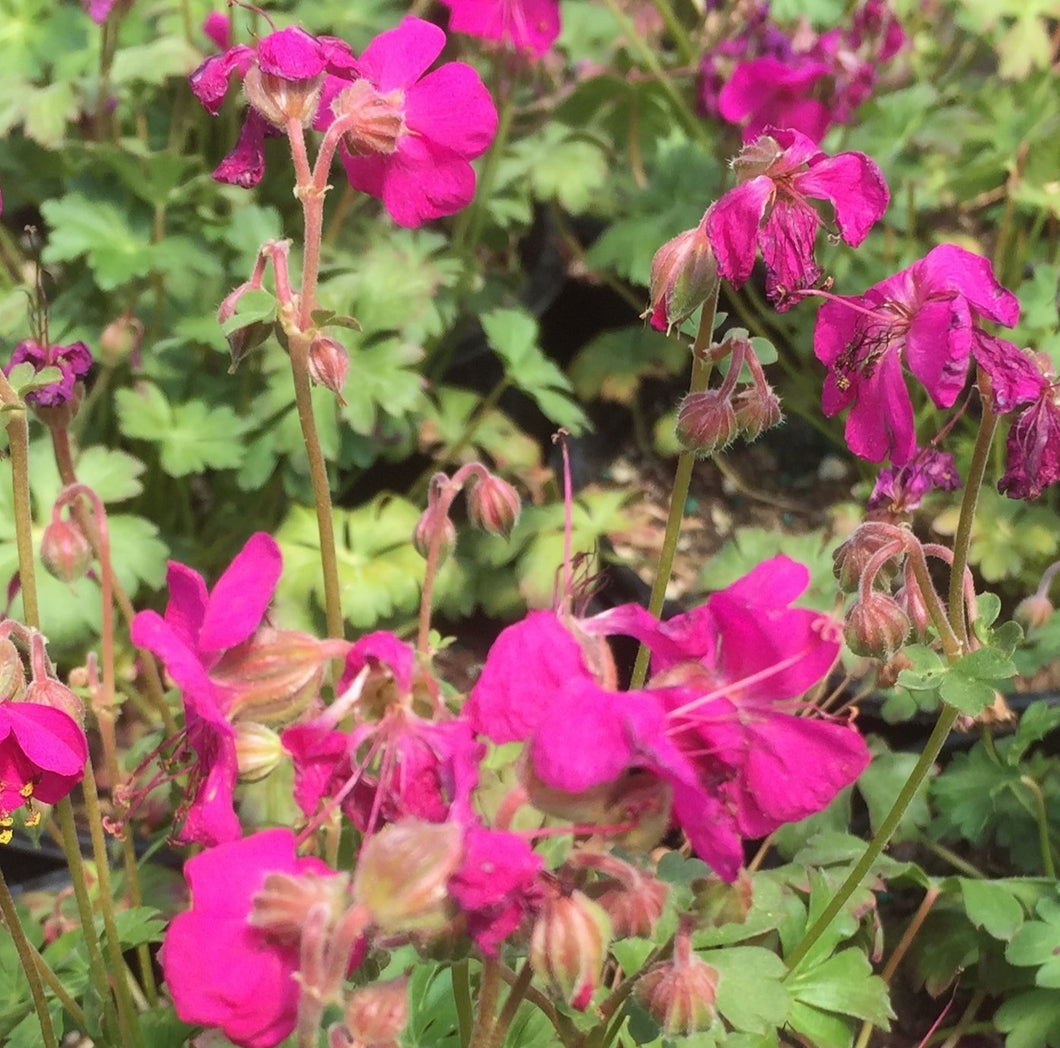 Cranesbill (geranium macro.ingwersen's var.)