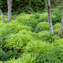 Load image into Gallery viewer, Ornamental Grass (Hakonechloa macra &#39;All Gold&#39;)
