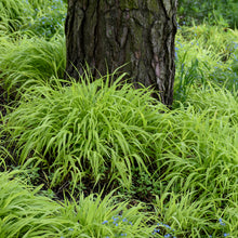 Load image into Gallery viewer, Ornamental Grass (Hakonechloa macra &#39;All Gold&#39;)
