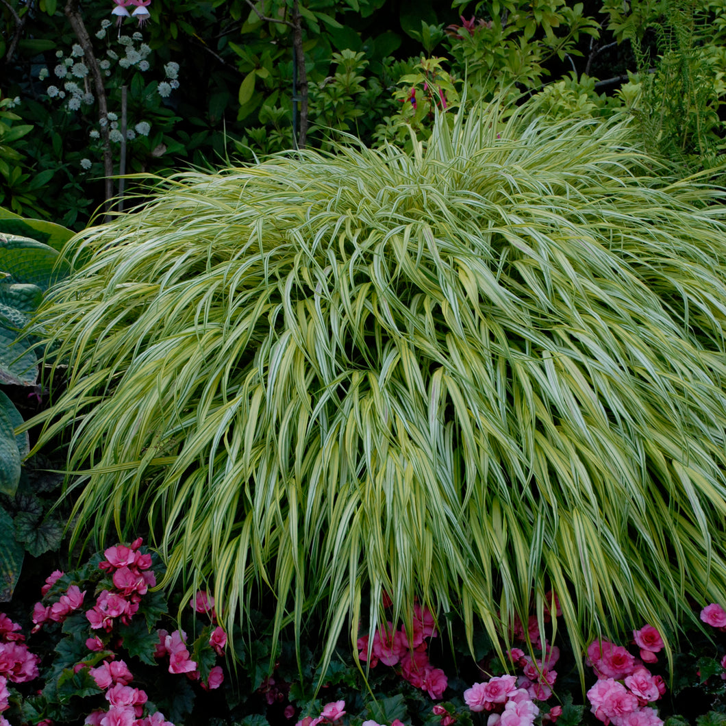 Ornamental Grass (Hakonechloa macra 'Aureola')