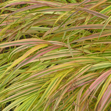 Load image into Gallery viewer, Ornamental Grass (Hakonechloa macra &#39;Aureola&#39;)
