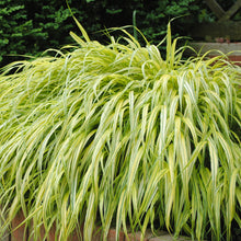 Load image into Gallery viewer, Ornamental Grass (Hakonechloa macra &#39;Aureola&#39;)
