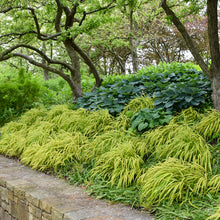 Load image into Gallery viewer, Ornamental Grass (Hakonechloa macra &#39;Aureola&#39;)
