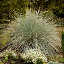 Load image into Gallery viewer, Blue Oat Grass, Ornamental Grass (Helictotrichon sempervirens)
