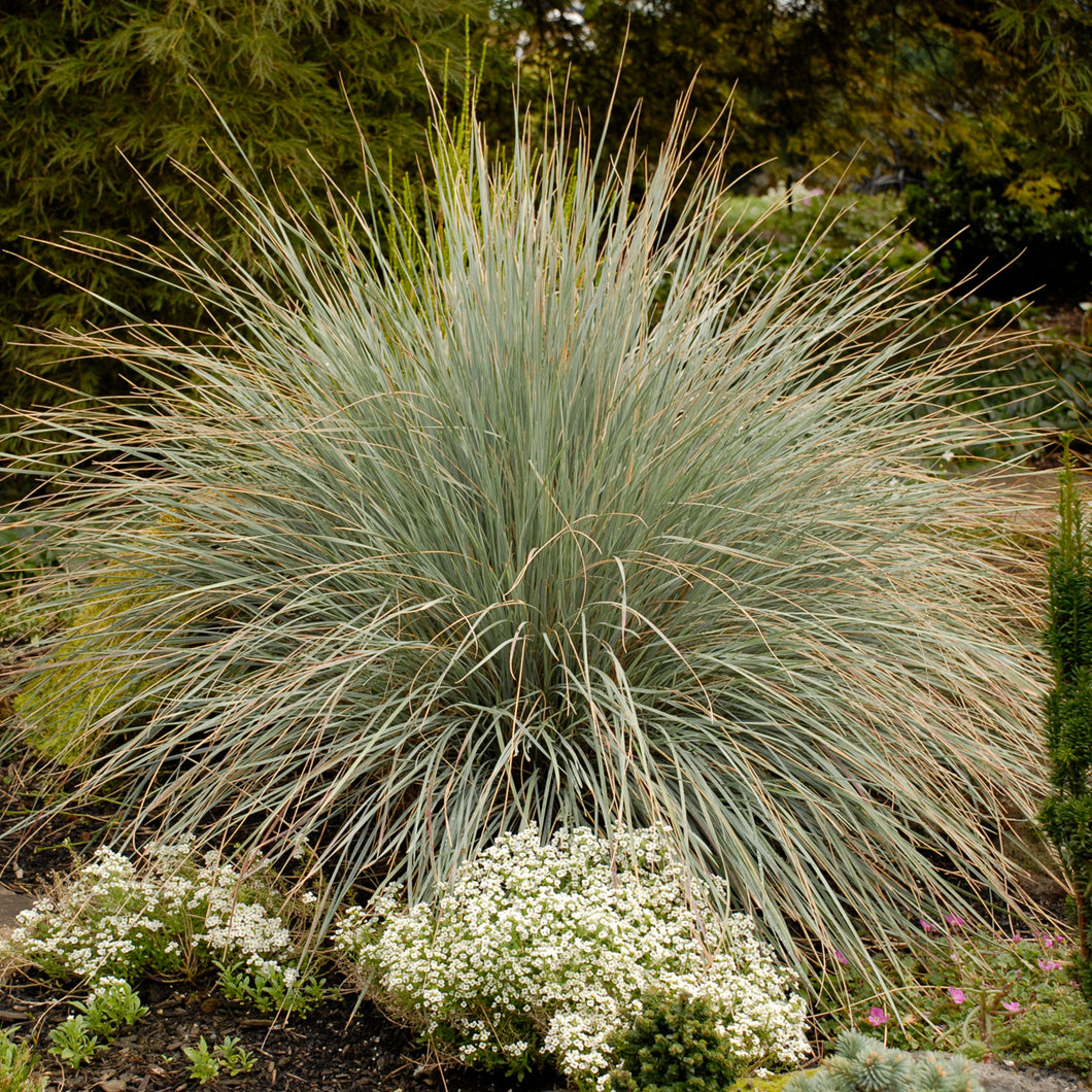 Blue Oat Grass, Ornamental Grass (Helictotrichon sempervirens)