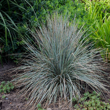 Load image into Gallery viewer, Blue Oat Grass, Ornamental Grass (Helictotrichon sempervirens)
