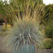 Load image into Gallery viewer, Blue Oat Grass, Ornamental Grass (Helictotrichon sempervirens)
