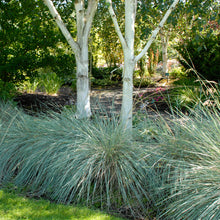 Load image into Gallery viewer, Blue Oat Grass, Ornamental Grass (Helictotrichon sempervirens)
