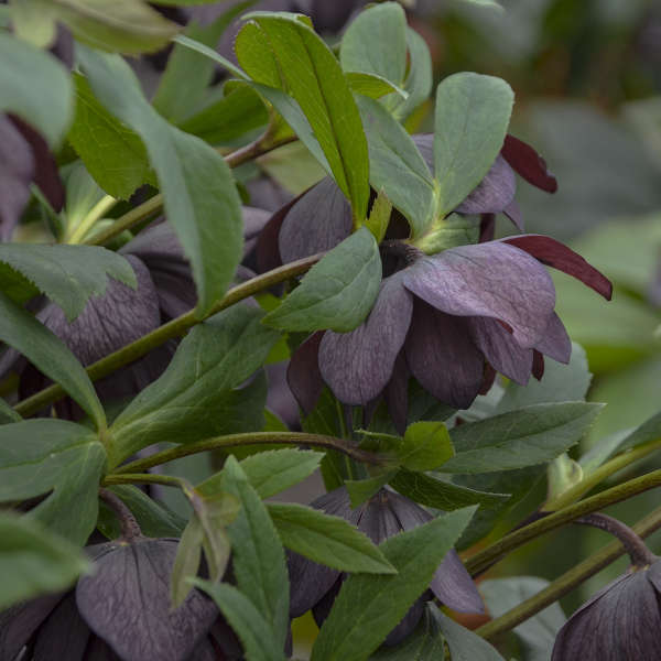 Lenten Rose Helleborus 'Dashing Groomsmen'