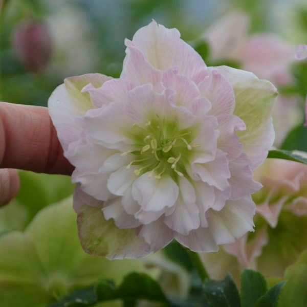 Lenten Rose Helleborus 'Flower Girl'