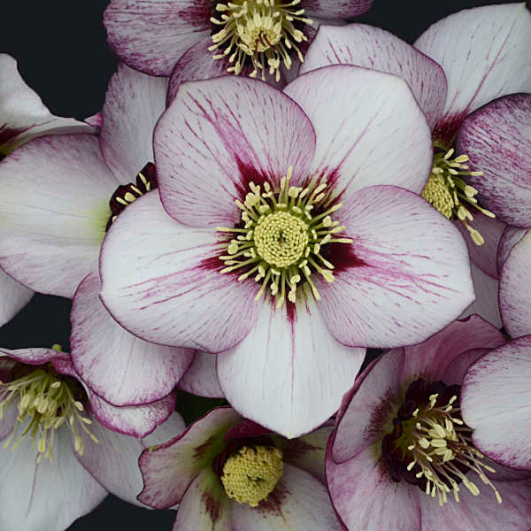 Lenten Rose - Helleborus  'French Kiss'