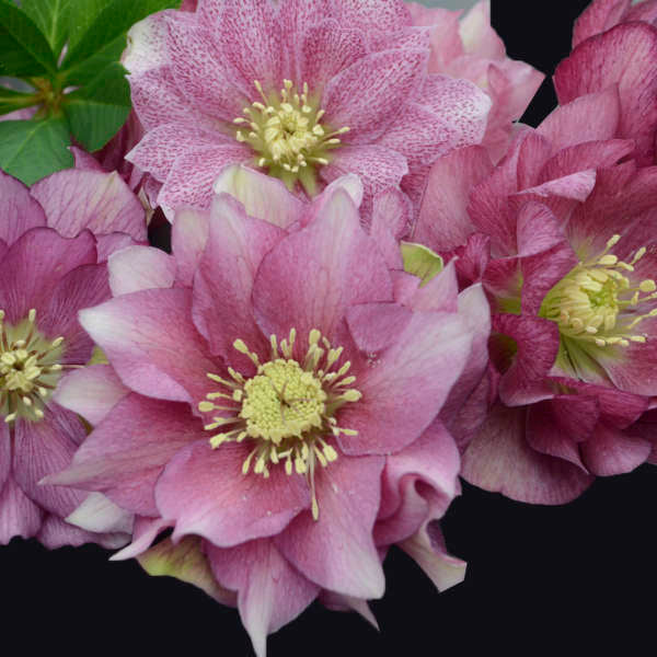 Lenten Rose Helleborus 'Maid of Honor'