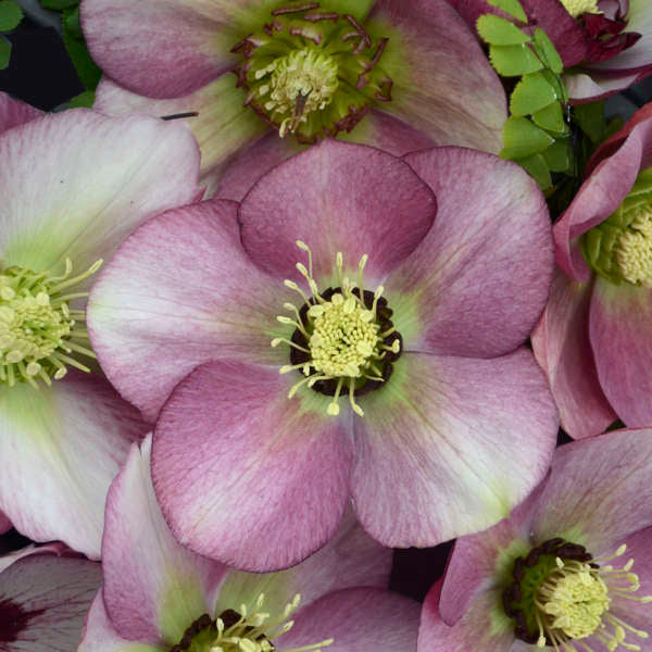 Lenten Rose - Helleborus 'Paris in Pink'