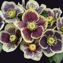 Load image into Gallery viewer, Lenten Rose (Helleborus &#39;Rio Carnival&#39;)
