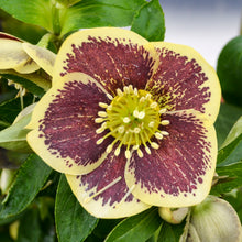 Load image into Gallery viewer, Lenten Rose (Helleborus &#39;Rio Carnival&#39;)
