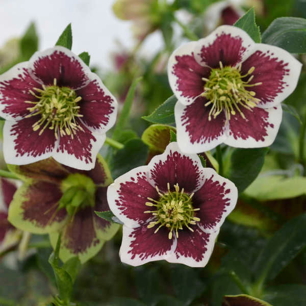 Lenten Rose Helleborus 'Romantic Getaway'