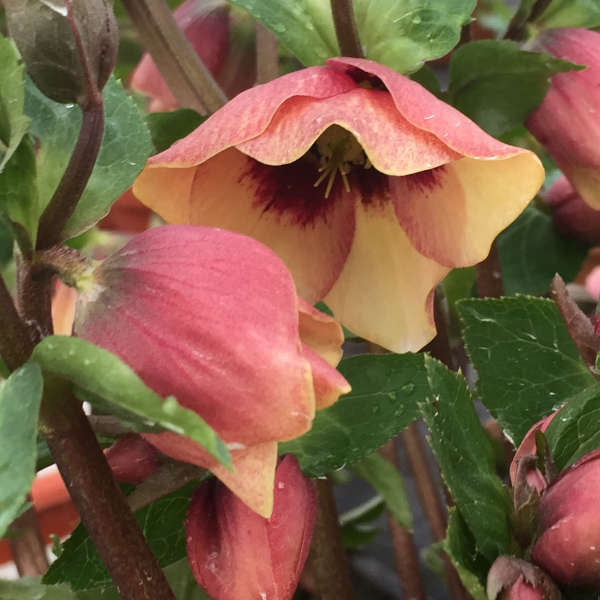 Lenten Rose Helleborus 'Sandy Shores'