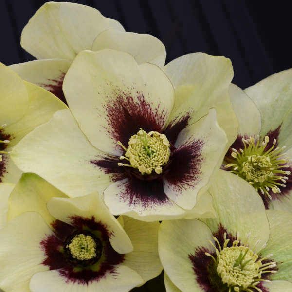 Lenten Rose Helleborus 'Spanish Flare'