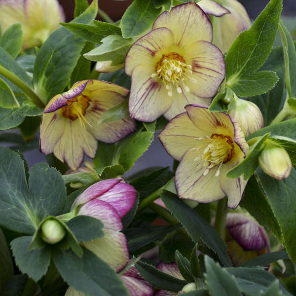 Lenten Rose Helleborus 'Tropical Sunset'