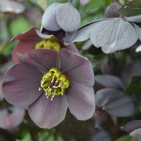 Lenten Rose- Helleborus 'Vegas Nights'