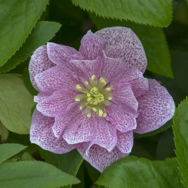 Lenten Rose Helleborus 'Wedding Crasher'